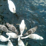 De jonge zwanen in het Zuiderpark.