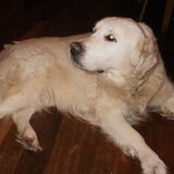 Onze Golden Retriever Sam (13,5 jaar)