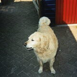 Dit was onze 1e grote liefde Tim, helaas leeft hij niet meer. We love…