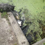 Ziva was in de beek aan het zwemmen en Daisy keek lekker toe