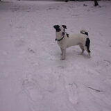 Bindi lekker in de sneeuw aan het spelen