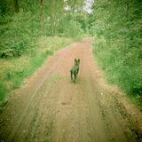Lekker rennen in de bossen :D