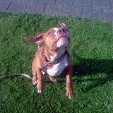 Foto van Chre & Djago & Anisa & Elvis