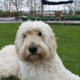 Foto van Dewi & de doodles