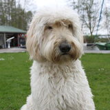 Foto van Dewi & de doodles