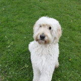 Foto van Dewi & de doodles