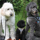 Foto van Dewi & de doodles