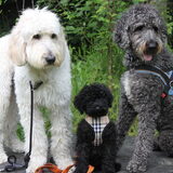 Foto van Dewi & de doodles