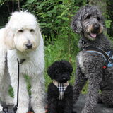 Foto van Dewi & de doodles