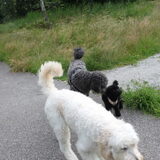 Foto van Dewi & de doodles