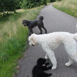 Foto van Dewi & de doodles