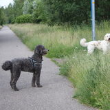 Foto van Dewi & de doodles
