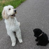 Foto van Dewi & de doodles