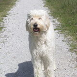 Foto van Dewi & de doodles