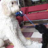 Foto van Dewi & de doodles