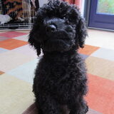 Foto van Dewi & de doodles