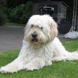 Foto van Dewi & de doodles