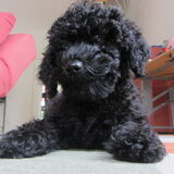Foto van Dewi & de doodles