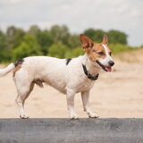 Foto van De Mecheltjes clan
