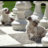 dushi als schaak pionnetje samen met en chihuahua uit ons bestand. deze…