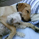 dushi samen met rana, de labrador van onze dochter