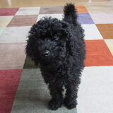 Foto van Dewi & de doodles