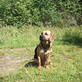 Dit was onze Twist (kruising beagle x golden retriever), op bijna 3…