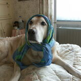Zucht, het vrouwtje dacht weer leuk te zijn, wat een Labrador lijden…