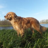 Teske