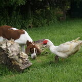 Foto van Tamara,Kallista & Marcel, Hercule †, Yordi †