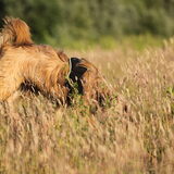 Foto van team Shadow