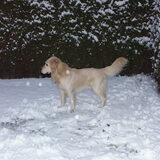 Tibo in zijn tuin...leuk die sneeuw