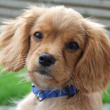Lief he?