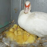Miep met haar kroost