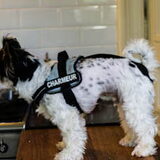 Charlie's K9tuigje