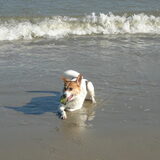 Oh wat vond Lady het zo lekker aan de zee om heerlijk in de golven te…