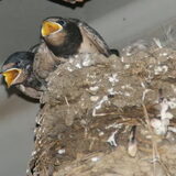 De zwaluwjongen vliegen uit,26 juni 2012