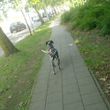 Foto van Yasmine, Perdie & Orga