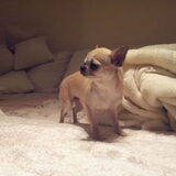 gremlin