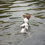 Foto van Vrouwtje van 2 honden