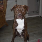 Foto van Vrouwtje van 2 honden