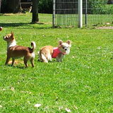 Foto van chihuahua's