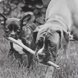 Foto van Ziva †, Bullie †, en Bandhu