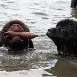 Foto van Inge, Rottweiler Nika & m'n Canadeesje(s)