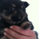 Eerste kennismaking met Grizzly, 6 weken en 1 dag oud, meteen…