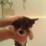 Pip in bad, precies 17 weken oud. dit doe ik om haar te laten wennen en…