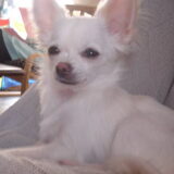 Dit is Chantie