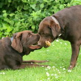 Foto van *Laycka en Lady*