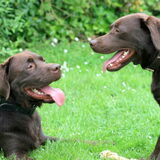 Foto van *Laycka en Lady*