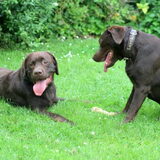 Foto van *Laycka en Lady*